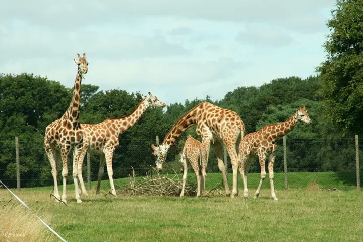 深圳親子好去處,深圳野生動物園