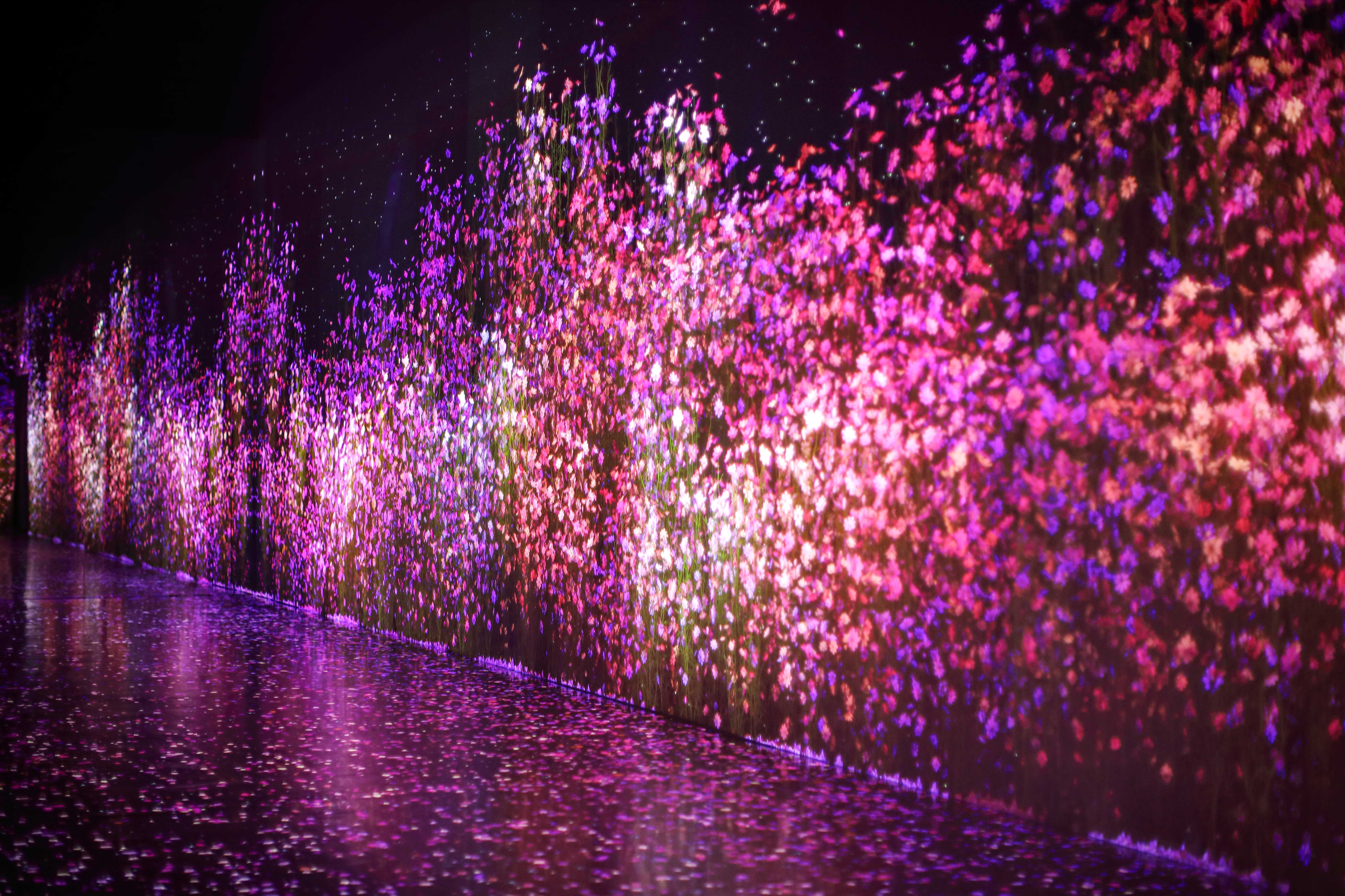 FLOWER_COSMOS