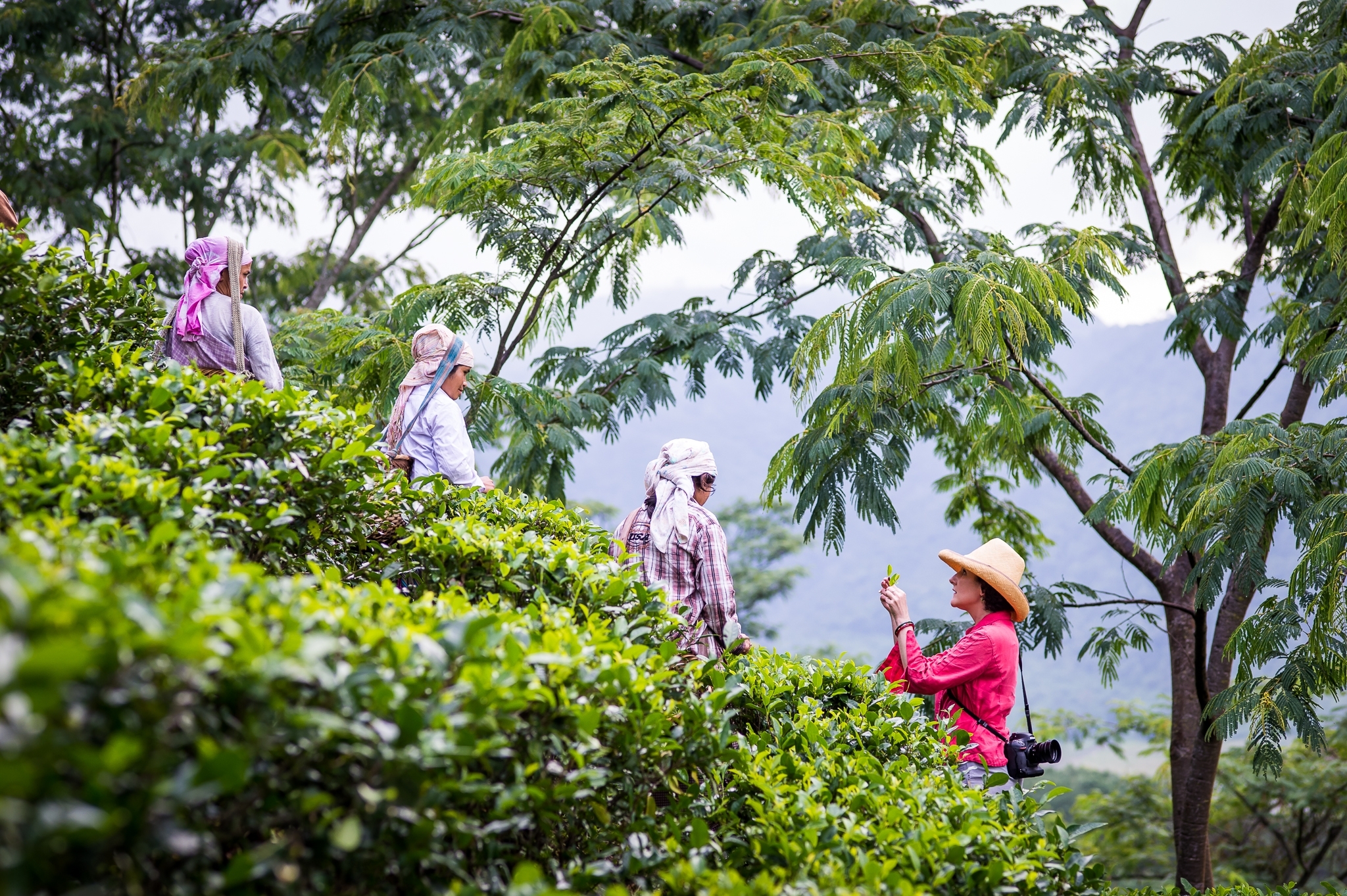 rare tea company henrietta lovell 茶葉文化