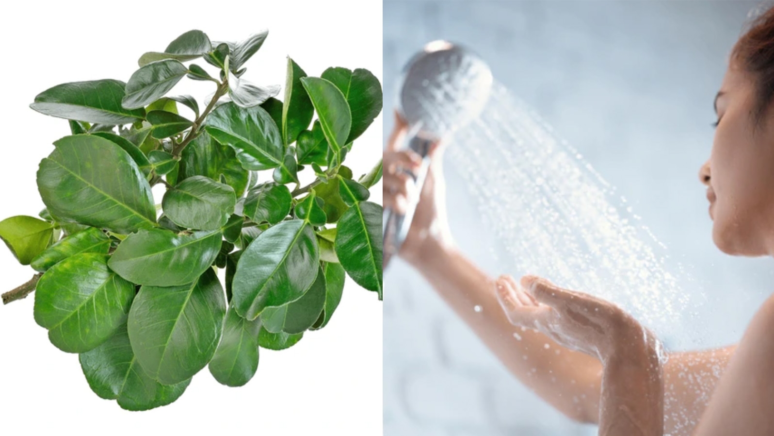 碌柚葉沖涼,做法,步驟