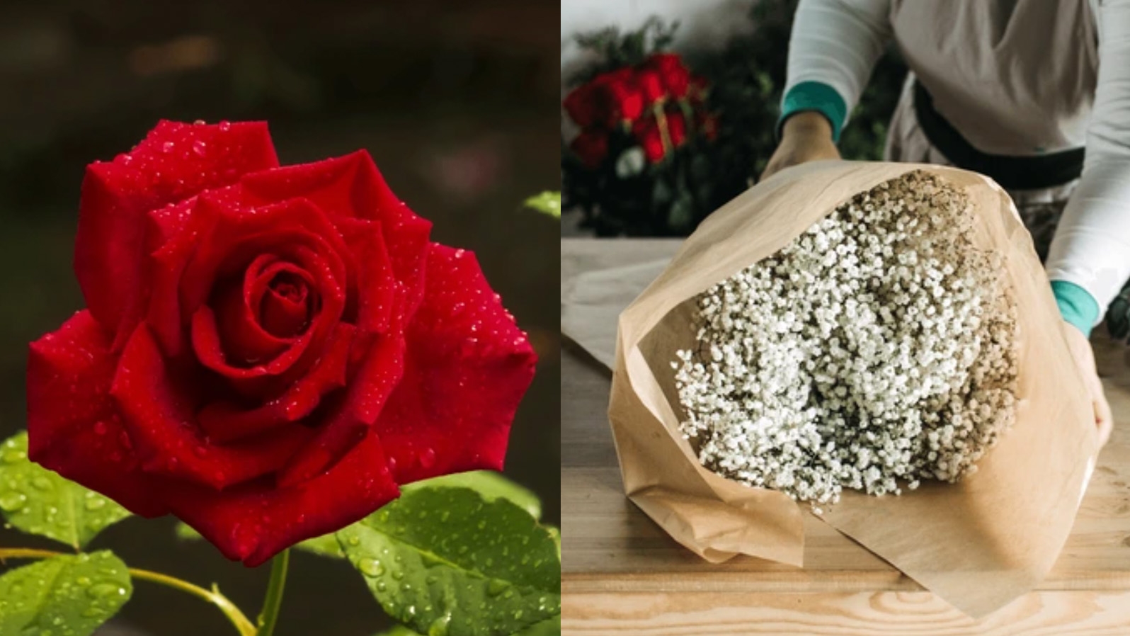 情人節花,顏色,推薦