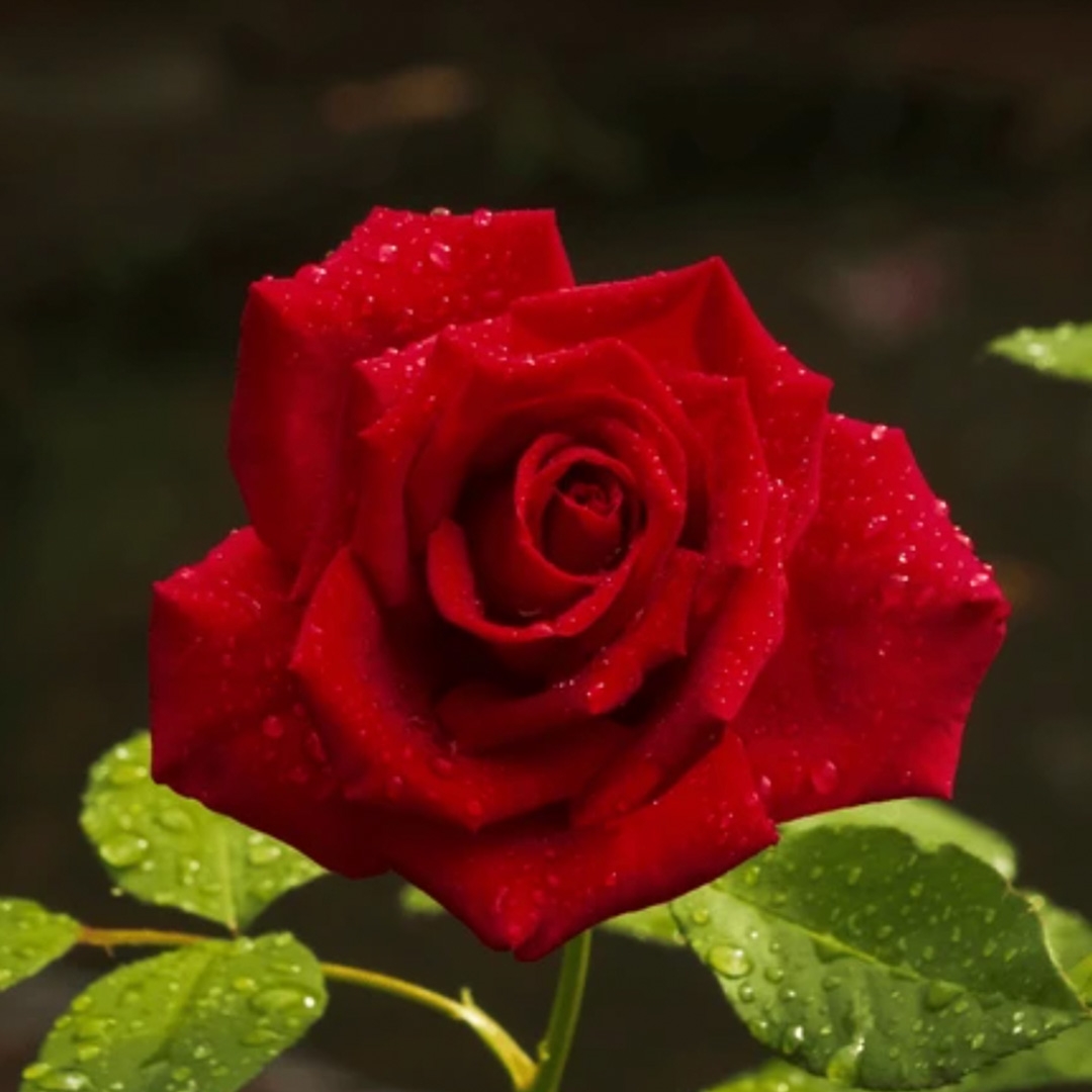 情人節花,顏色,推薦